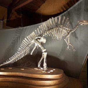 Museo di storia naturale
