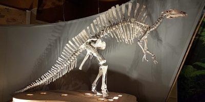Museo di storia naturale